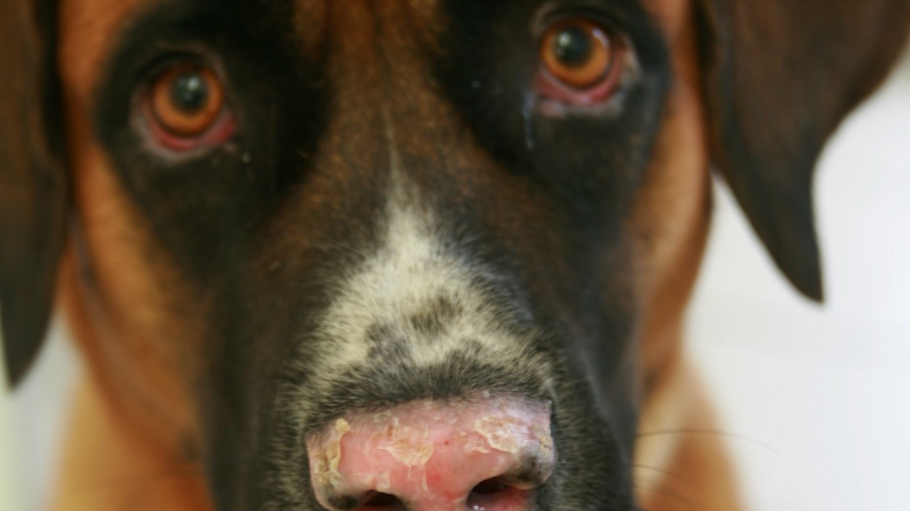 lupus chien dermatologie